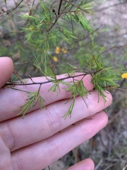 Dillwynia tenuifolia