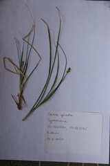 Carex spicata