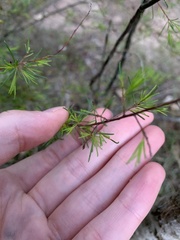 Dillwynia tenuifolia