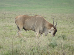 Tragelaphus oryx pattersonianus
