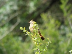 Coryphistera alaudina