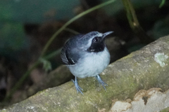 Myrmoborus myotherinus