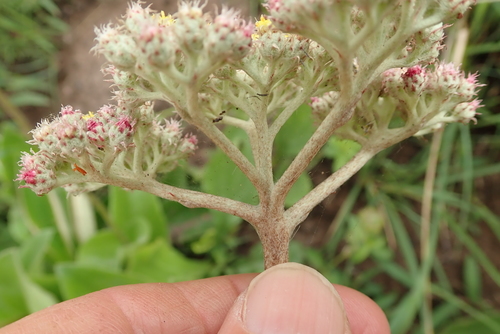 Image of Helichrysum griseum by no rights reserved