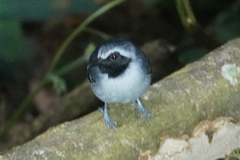 Myrmoborus myotherinus