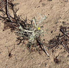 Baileya pauciradiata