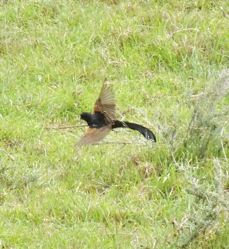 Jackson's Widowbird (Euplectes jacksoni), photo 9