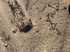 Baileya pauciradiata