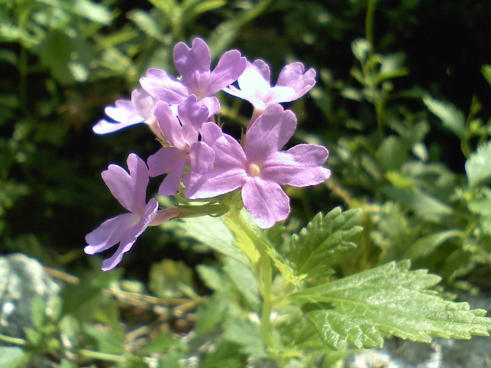 Glandularia tampensis