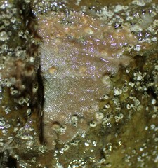 Schizomavella linearis
