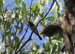 Myiagra cyanoleuca