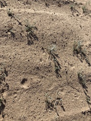 Baileya pauciradiata