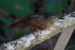 Thripadectes melanorhynchus