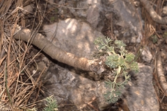 Seseli gummiferum