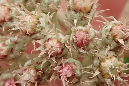 Image of Helichrysum griseum by no rights reserved