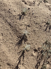 Baileya pauciradiata