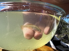 Hypseleotris galii
