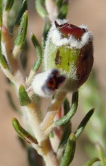 Phylica lanata