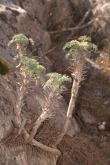 Seseli gummiferum