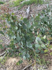 Eucalyptus polyanthemos