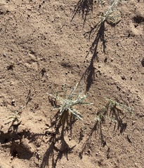 Baileya pauciradiata