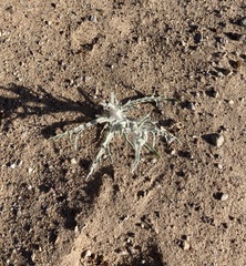 Baileya pauciradiata