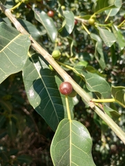 Ficus luschnathiana