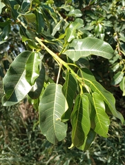 Ficus luschnathiana
