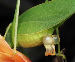 Caedicia simplex