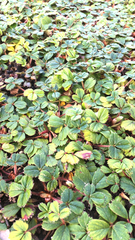 Fragaria chiloensis
