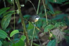 Myrmoborus myotherinus