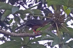 Chamaepetes goudotii