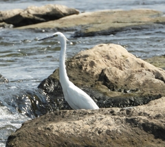 Egretta garzetta