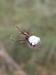 Argyrodes antipodianus