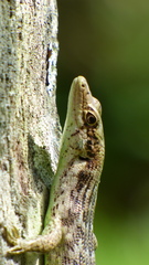 Green-Bellied Tree Skink photo 4