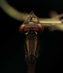 Xanthocnemis zealandica
