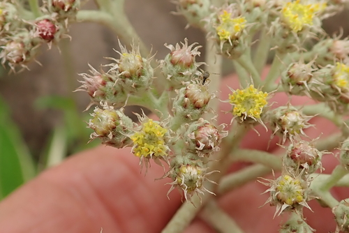 Image of Helichrysum griseum by no rights reserved