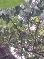 Turdus assimilis