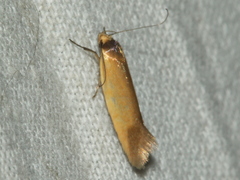 Delexocha ochrocausta