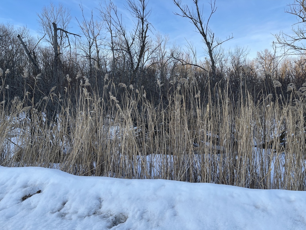 common reed from Lake Ave, Paynesville, MN, US on February 11, 2023 at ...