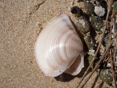 Austromactra rufescens