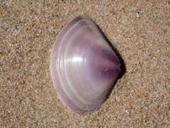 Austromactra contraria