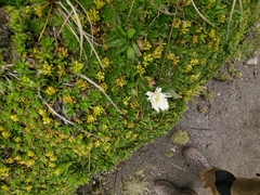 Hypochaeris sessiliflora