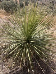 Dasylirion texanum