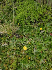 Hypochaeris sessiliflora