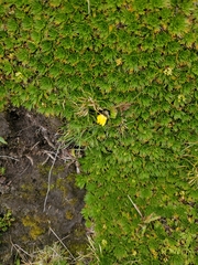 Hypochaeris sessiliflora