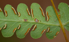 Pteris comans