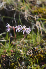 Lithophragma glabrum