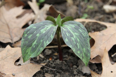 Trillium recurvatum
