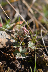 Lithophragma glabrum