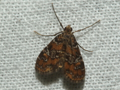 Elophila responsalis